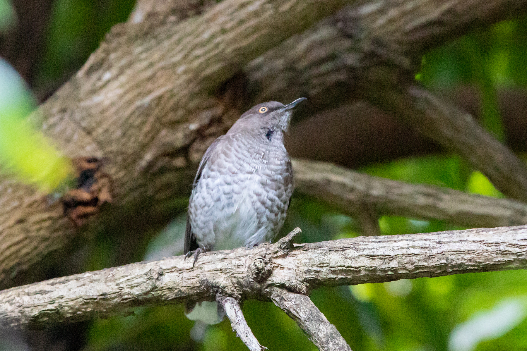 Scaly-breasted Thrasher