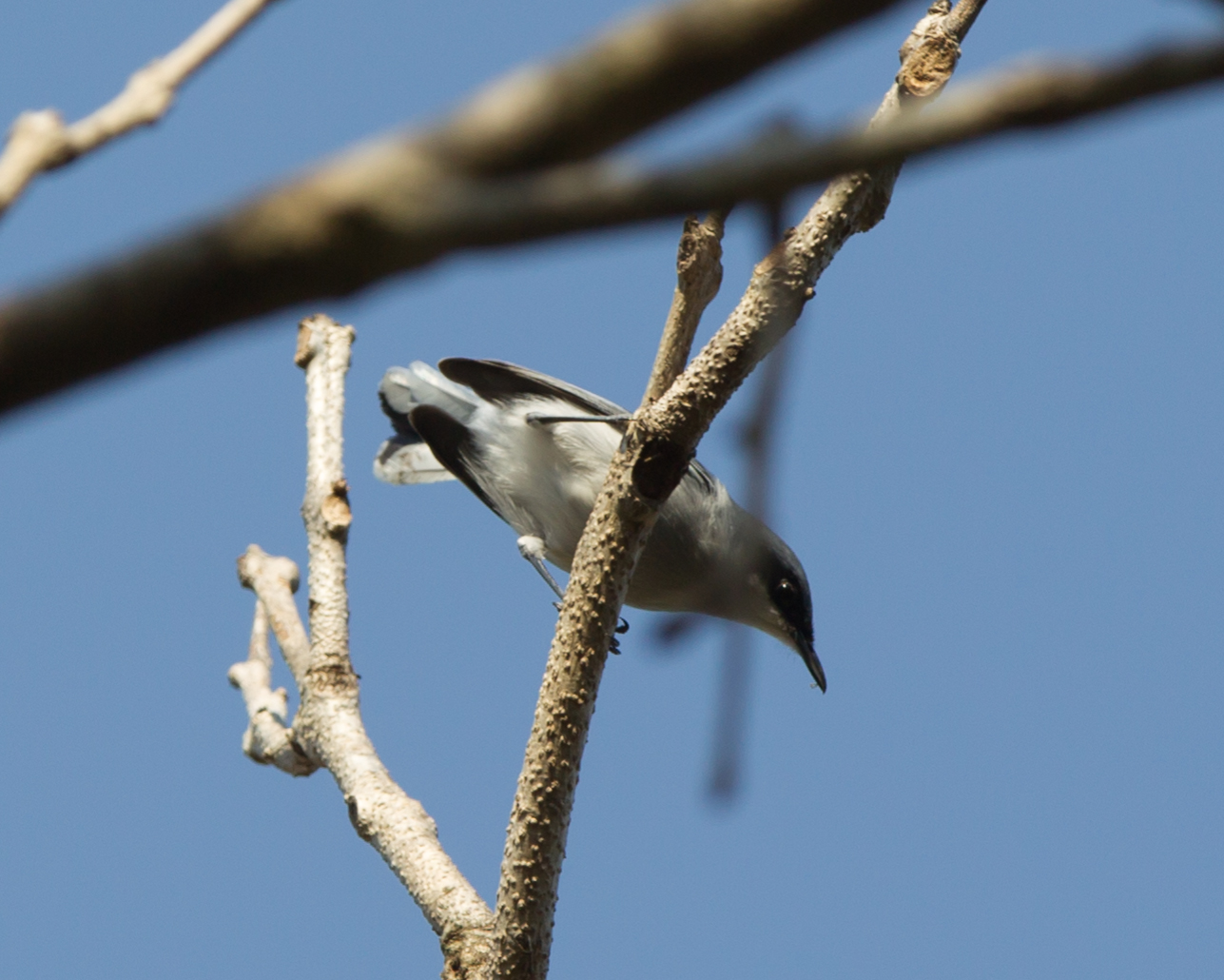 Masked Gnatcatcher