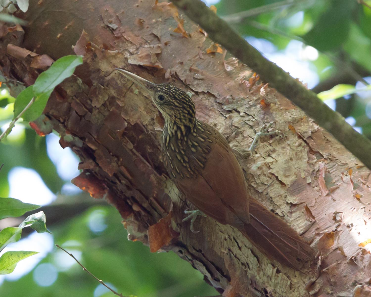 Ivory-billed Woodcreeper