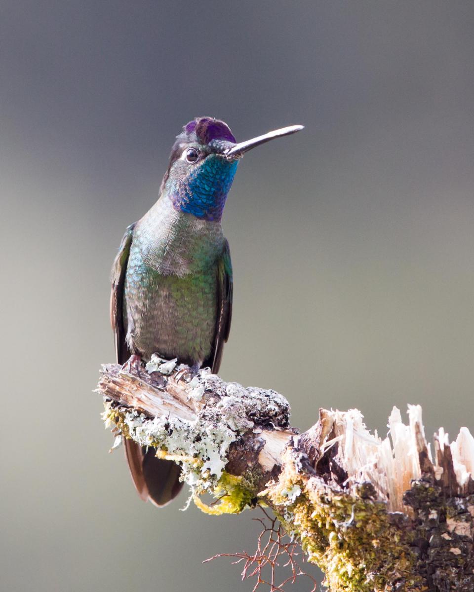 Magnificent Hummingbird
