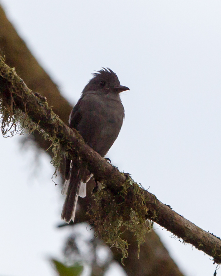 Smoke-colored Pewee