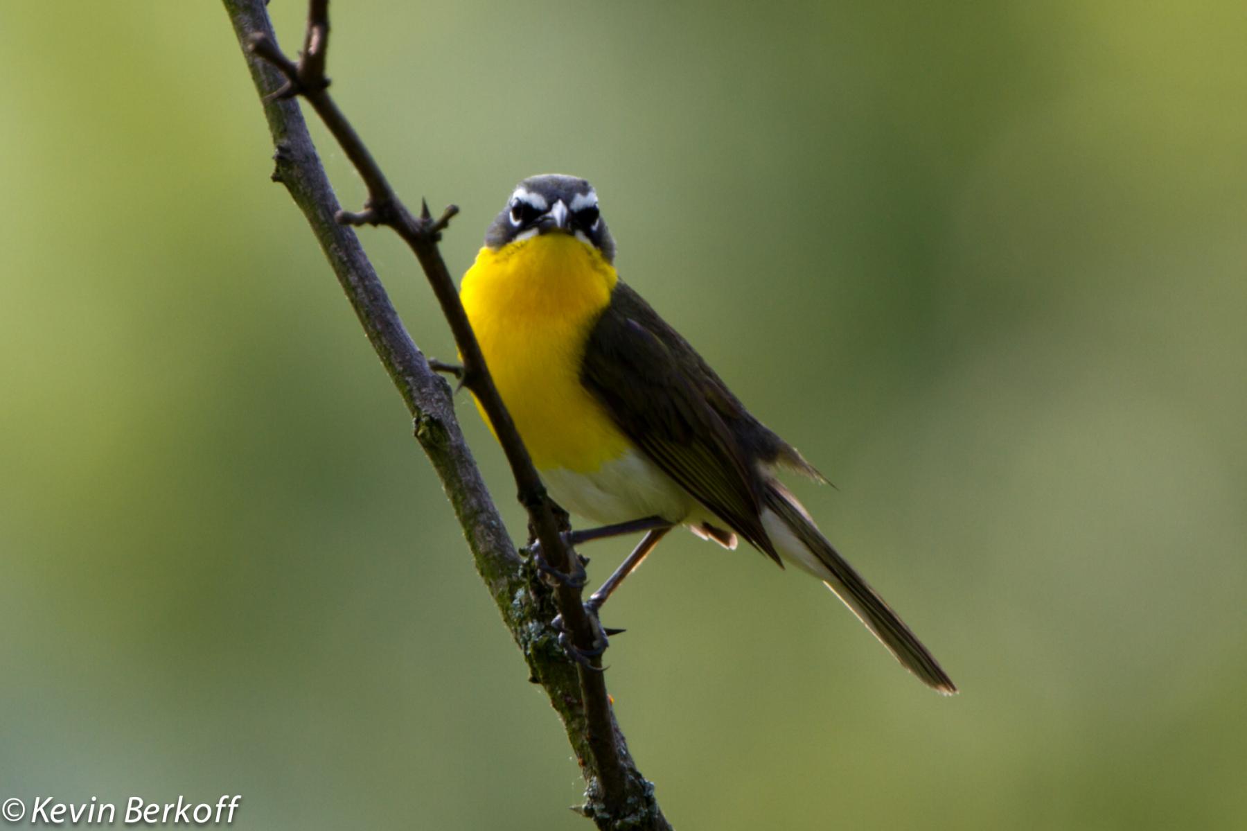 Yellow Breasted Chat