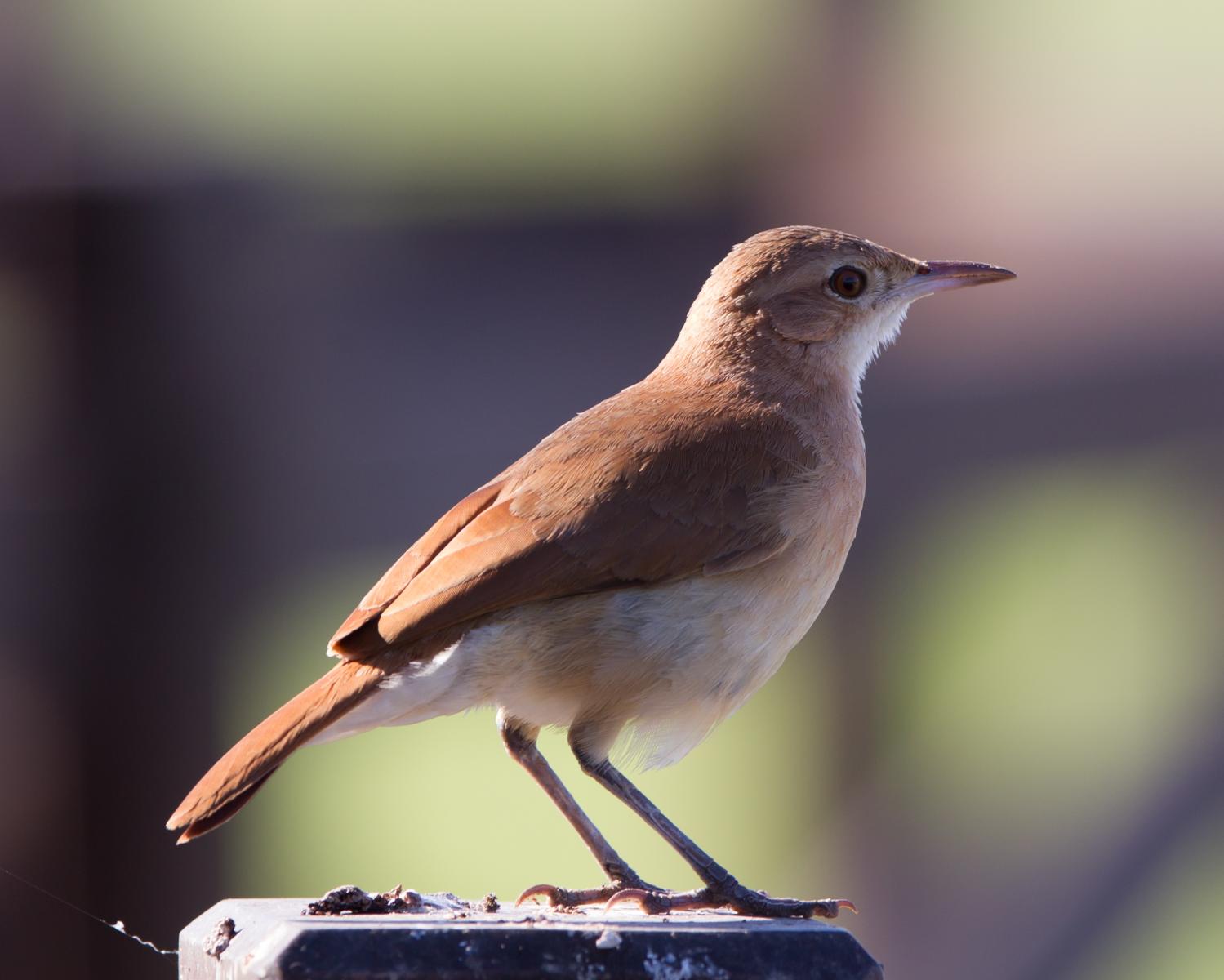Rufous Hornero