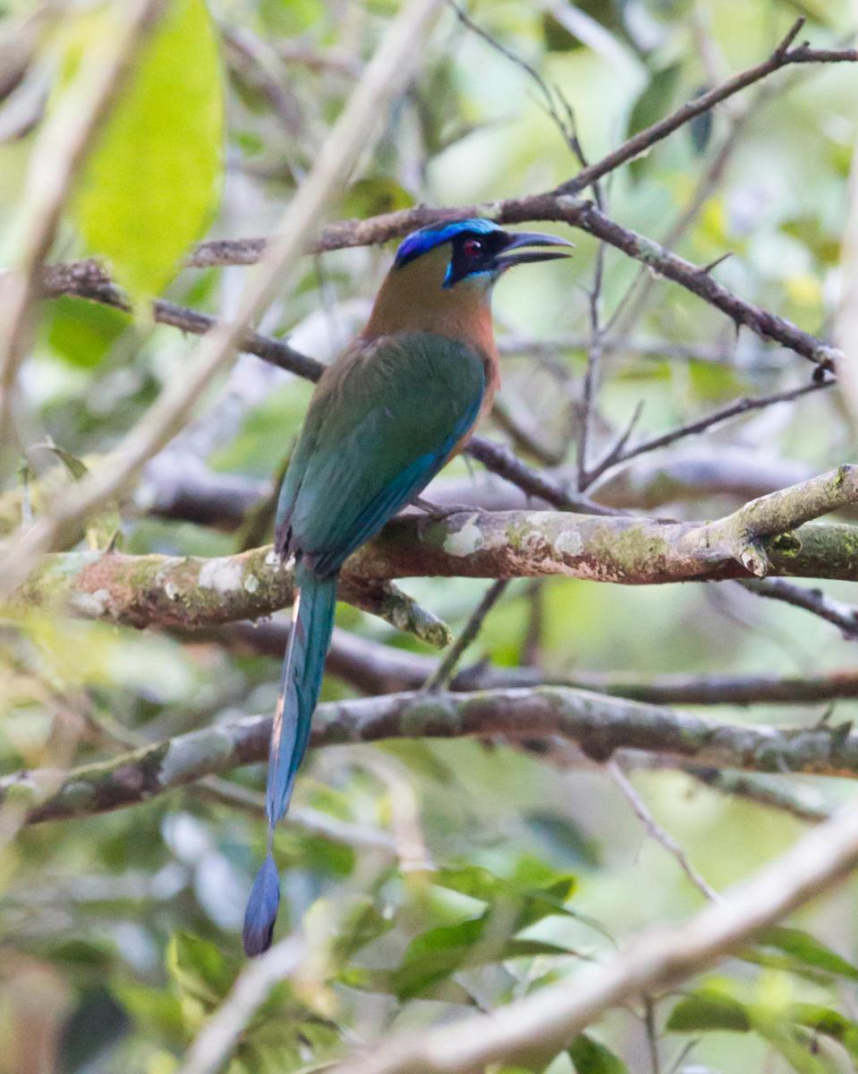 Blue-crowned Motmot
