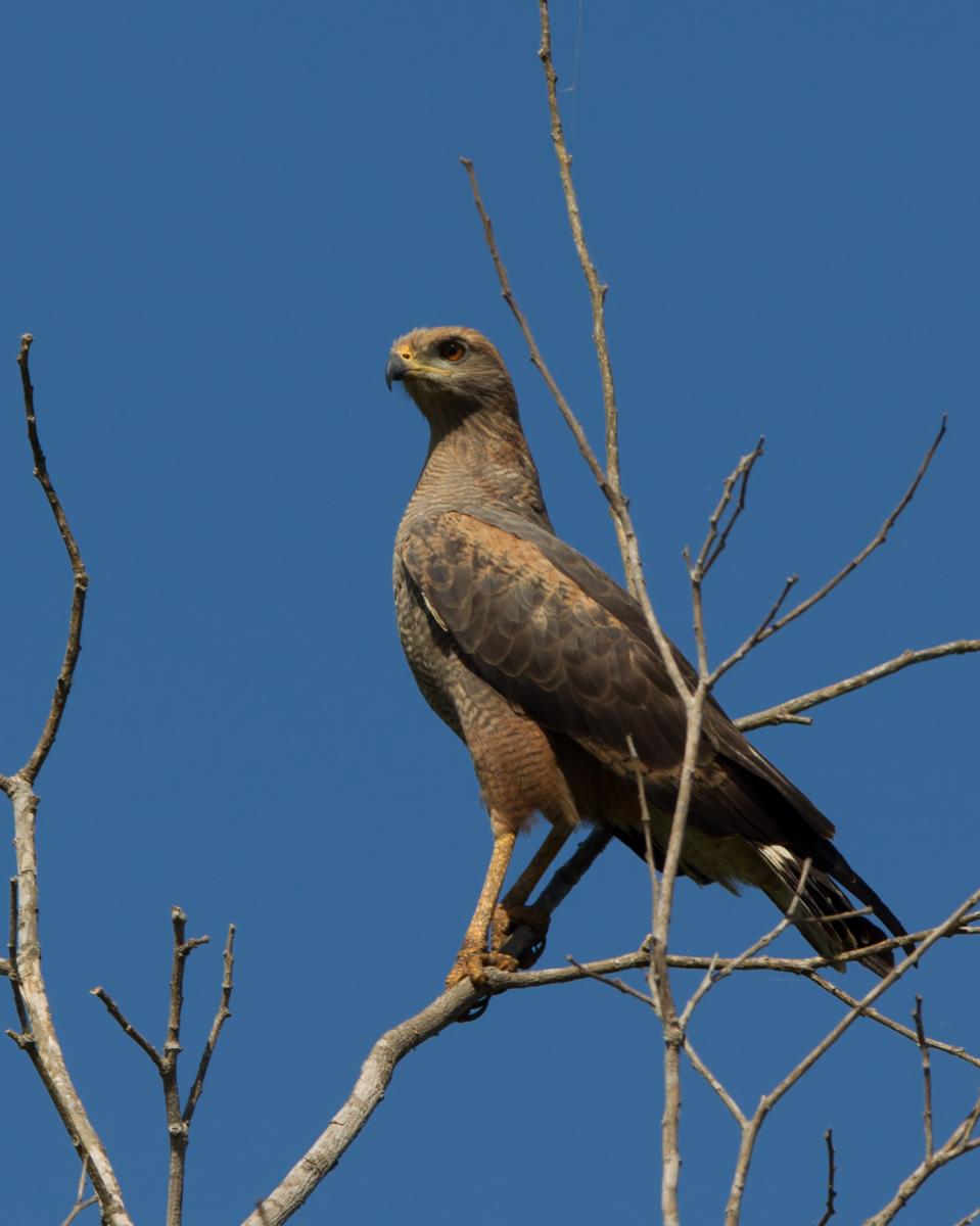 Savanna Hawk