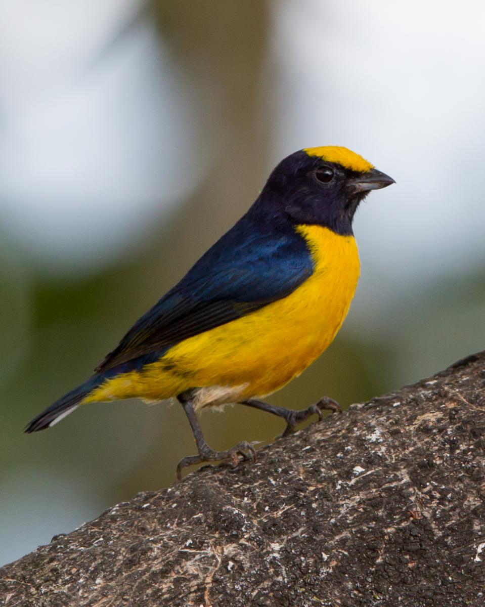 Orange-bellied Euphonia