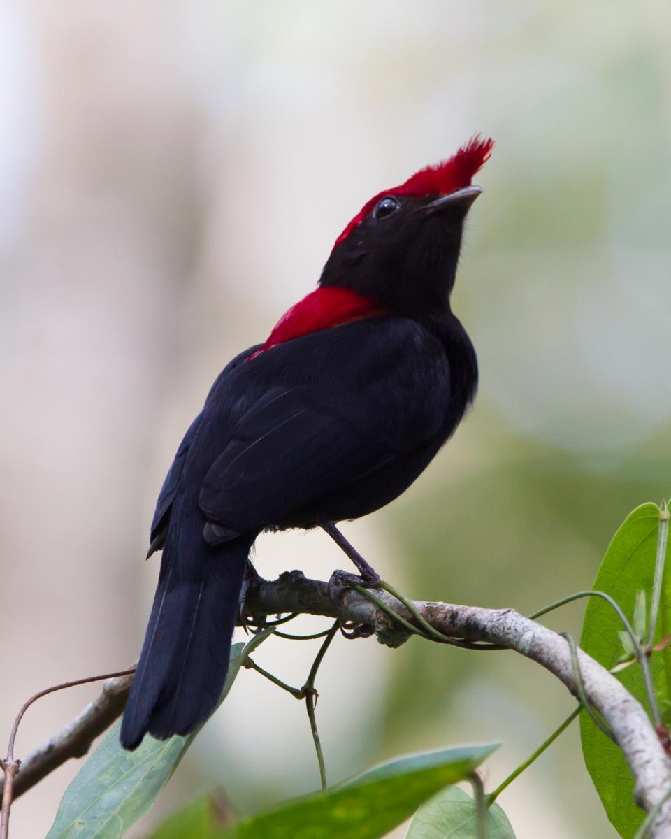 Helmeted Manakin (male)