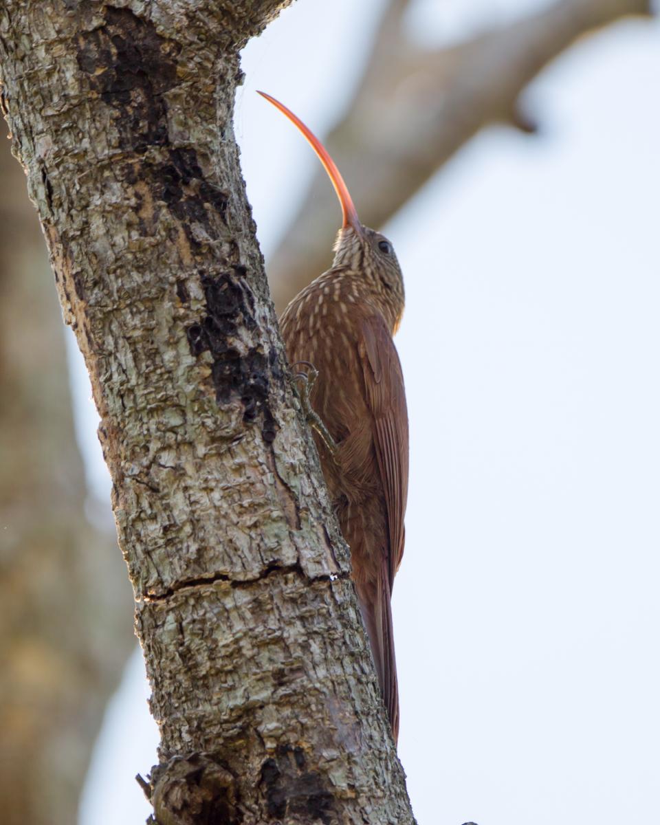 Red-billed Scythebill