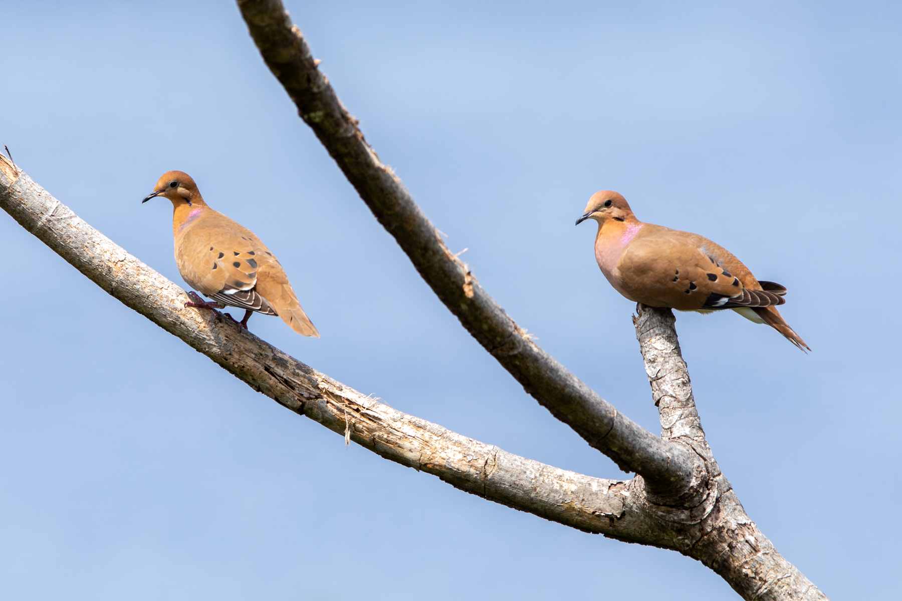 Zenaida Doves