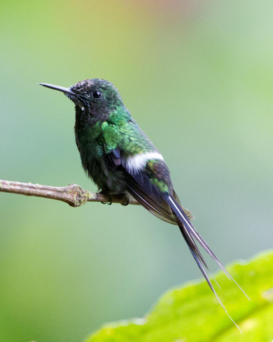 Green Thorntail