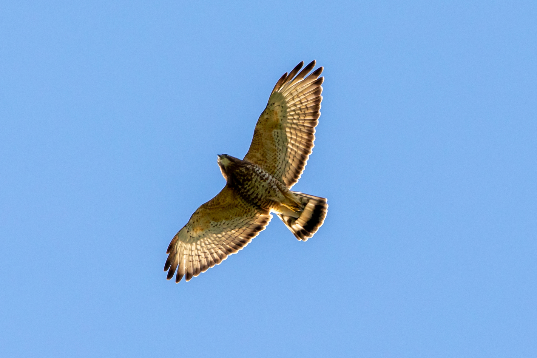 Broad-winged Hawk (Caribbean)