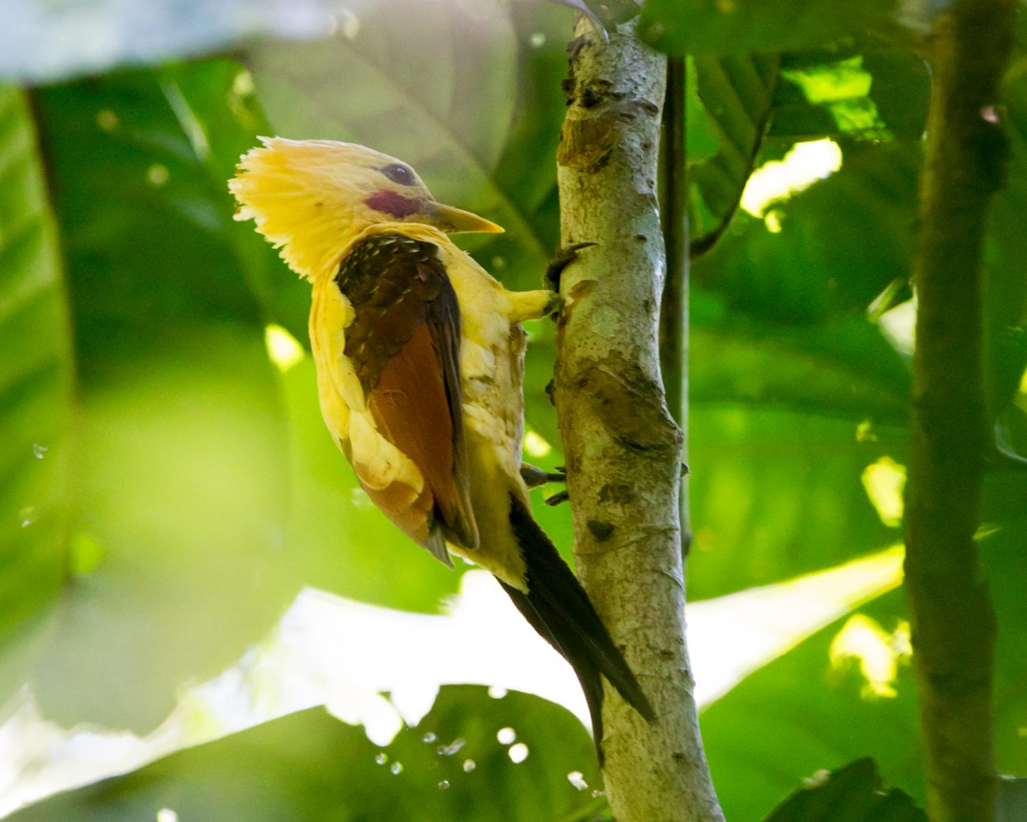 Cream-colored Woodpecker