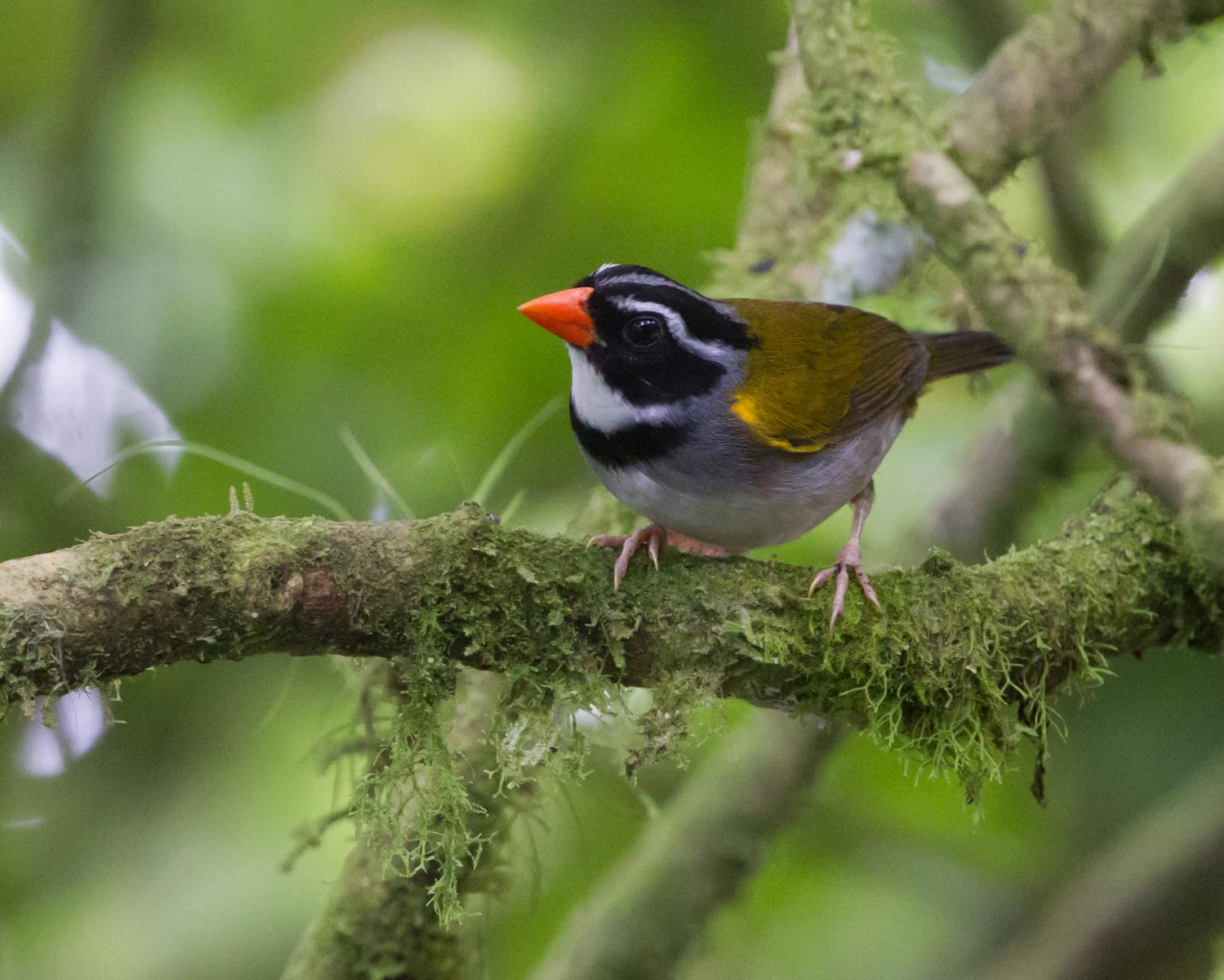 Orange-billed Sparrow