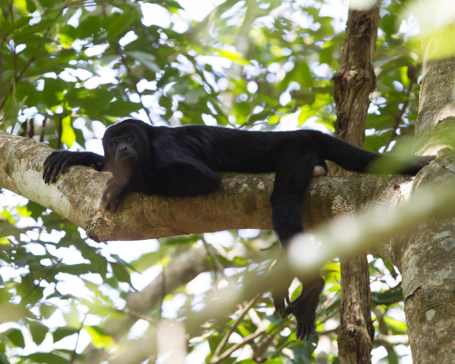 Black Howler Monkey