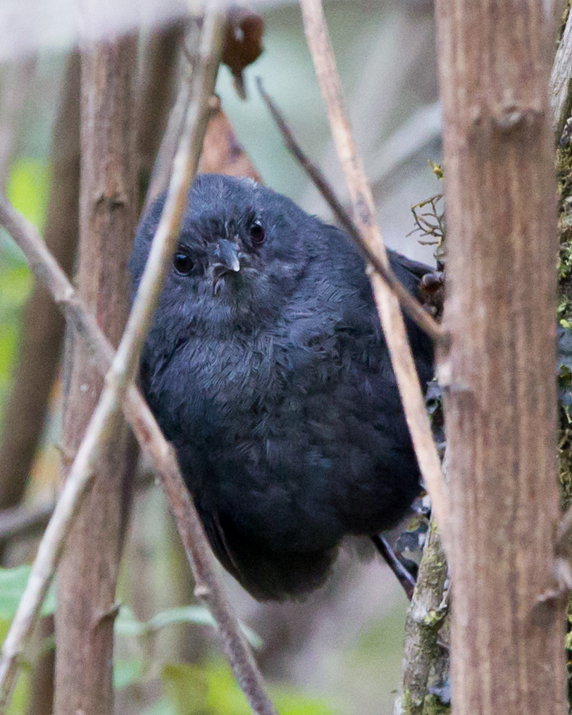 Unicolored Tapaculo