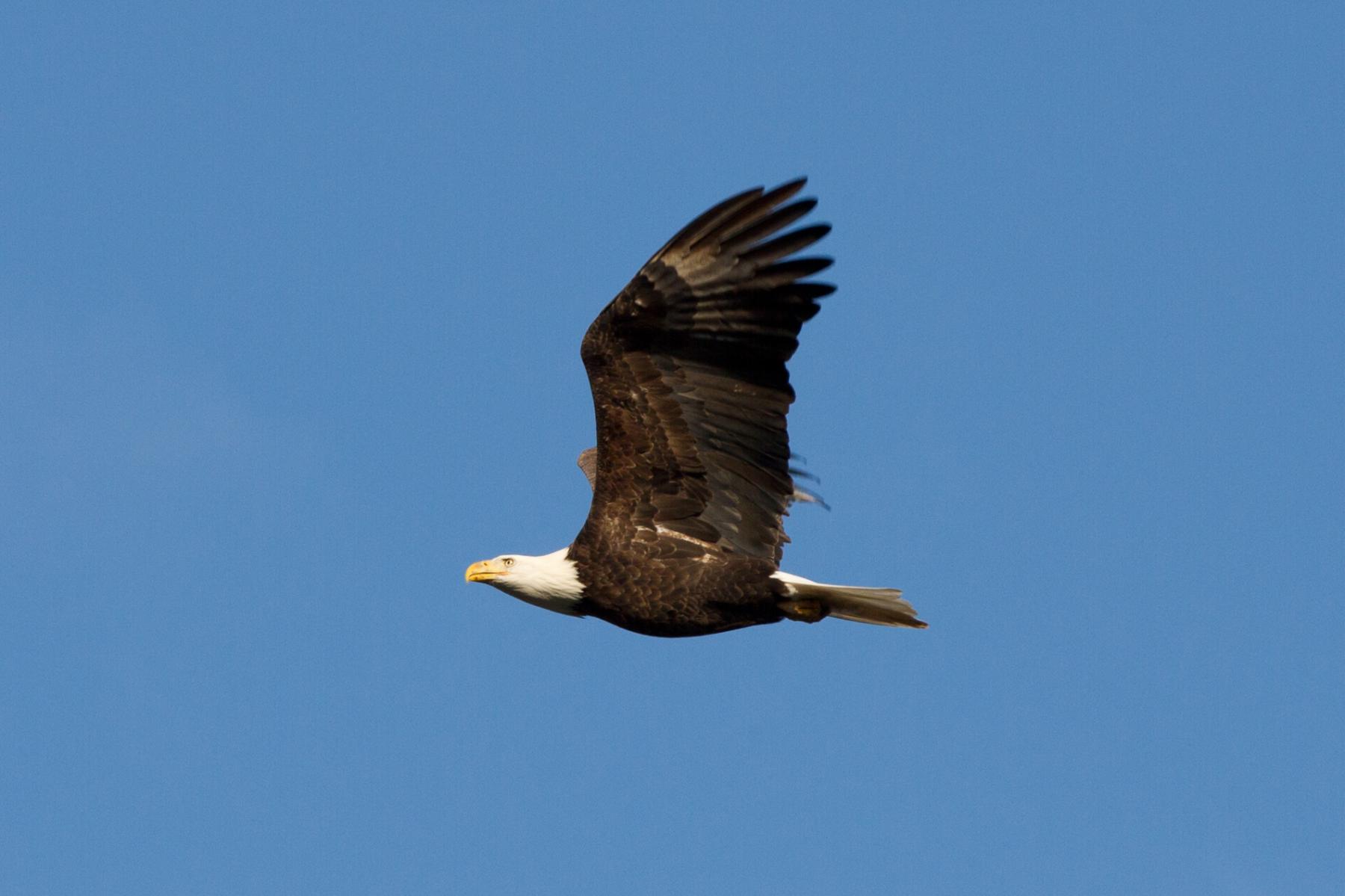 Bald Eagle 3