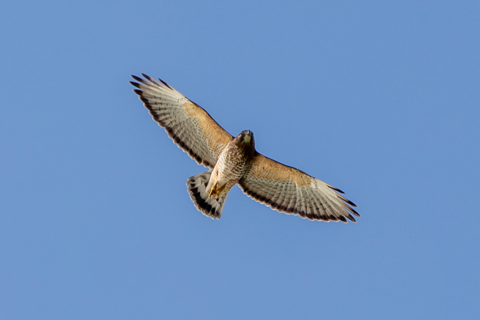 Broad-winged Hawk (Caribbean)