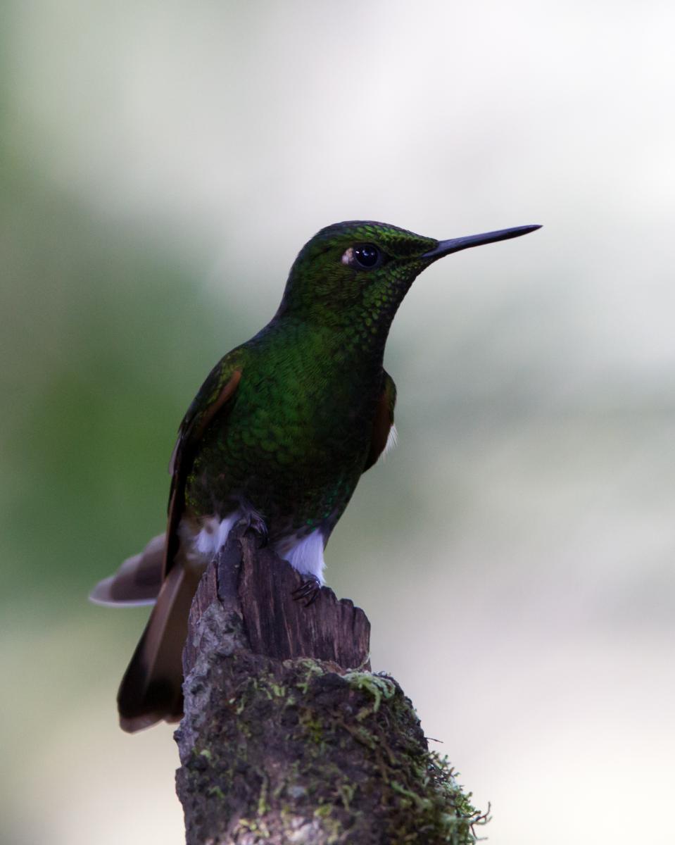Buff-tailed Coronet