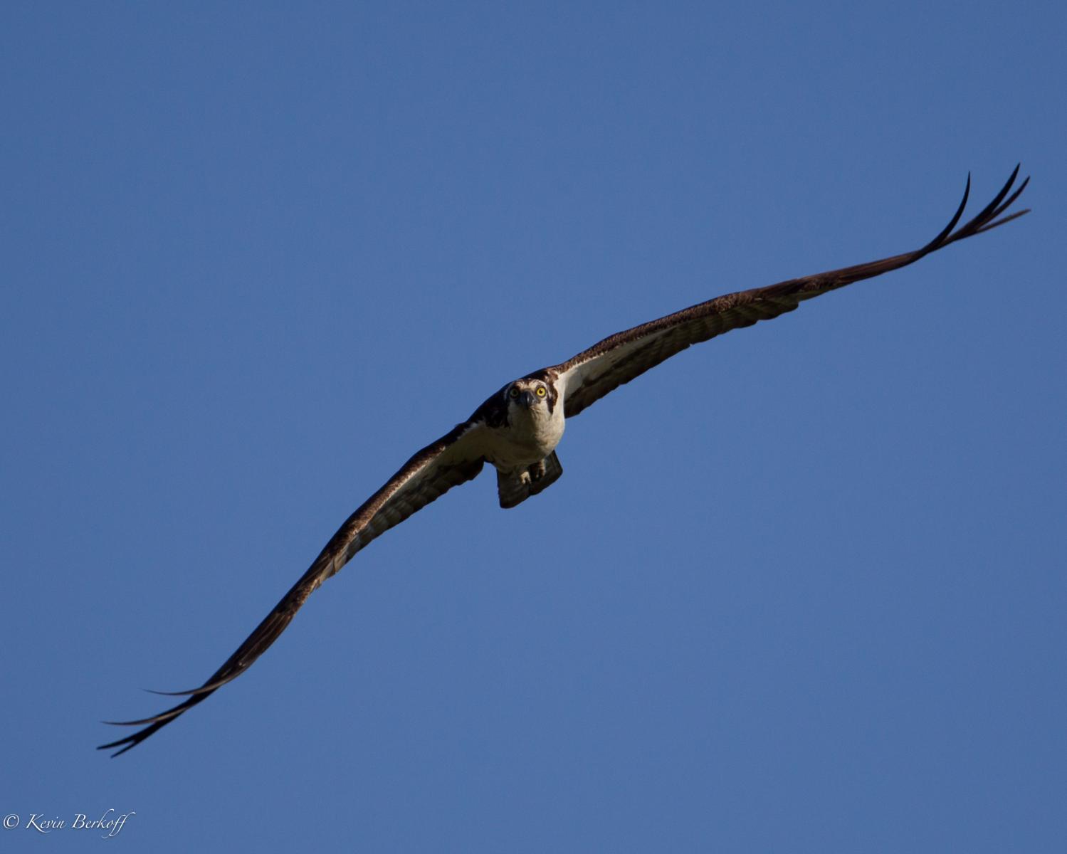 Osprey in flight