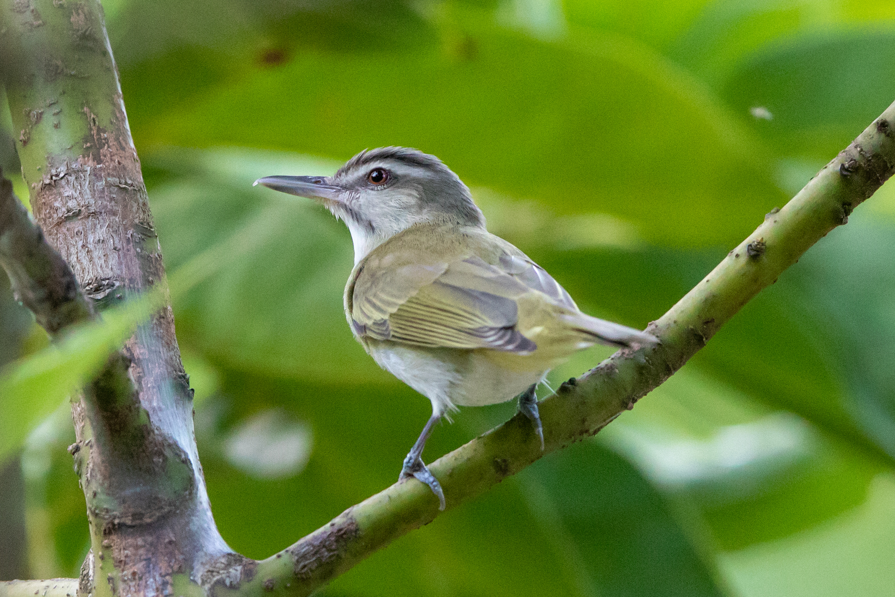 Black-whiskered Vireo