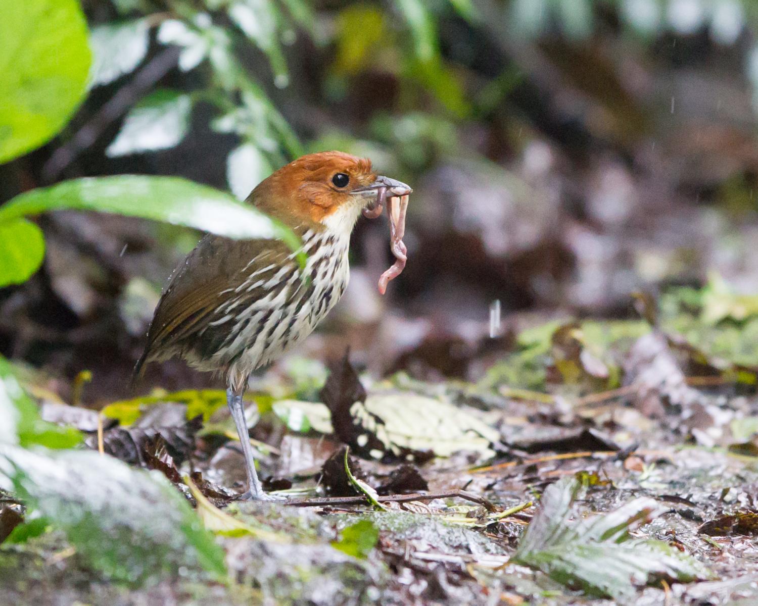 Chestnut-crowned Antpitta