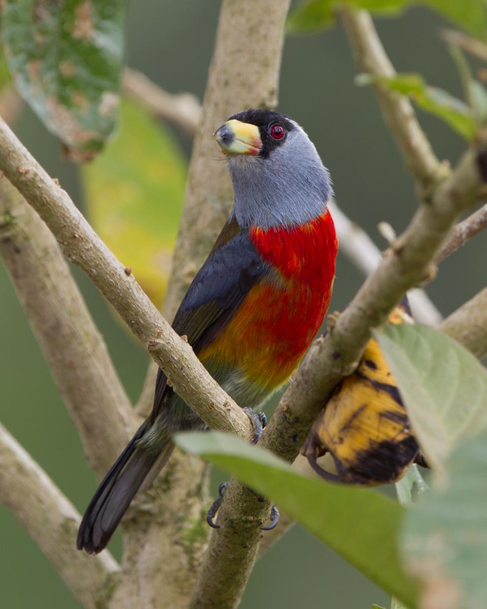 Toucan Barbet