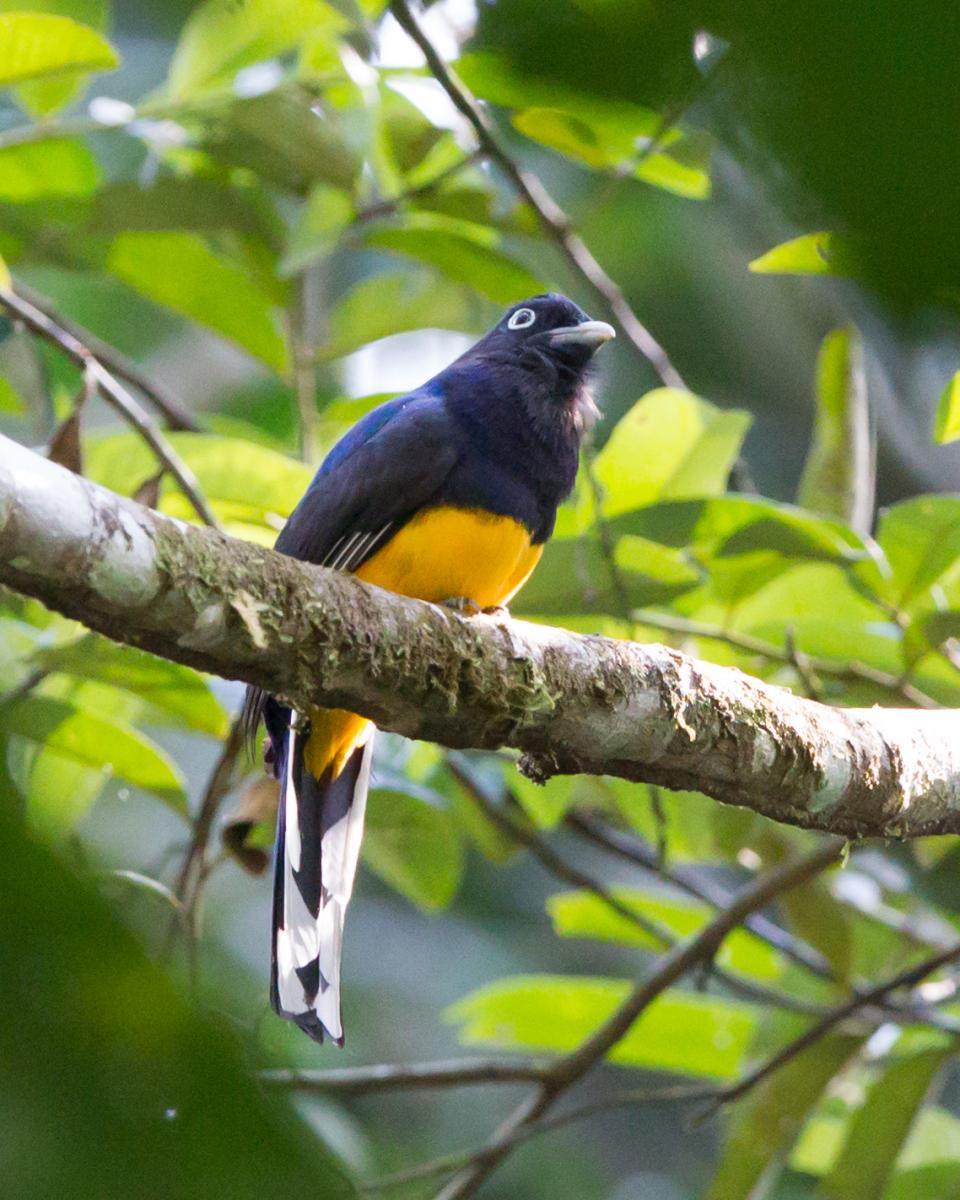 Amazonian White-tailed Trogon