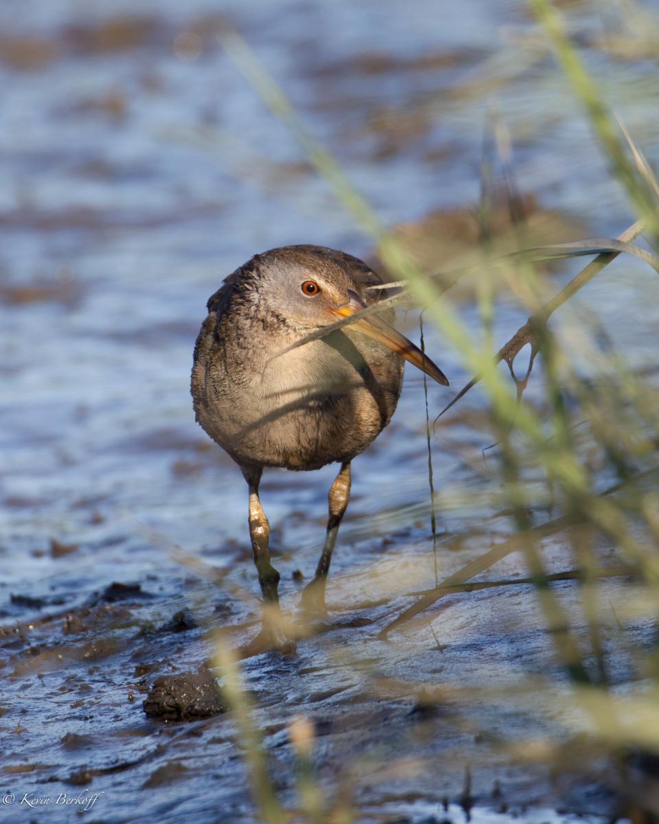 Clapper Rail