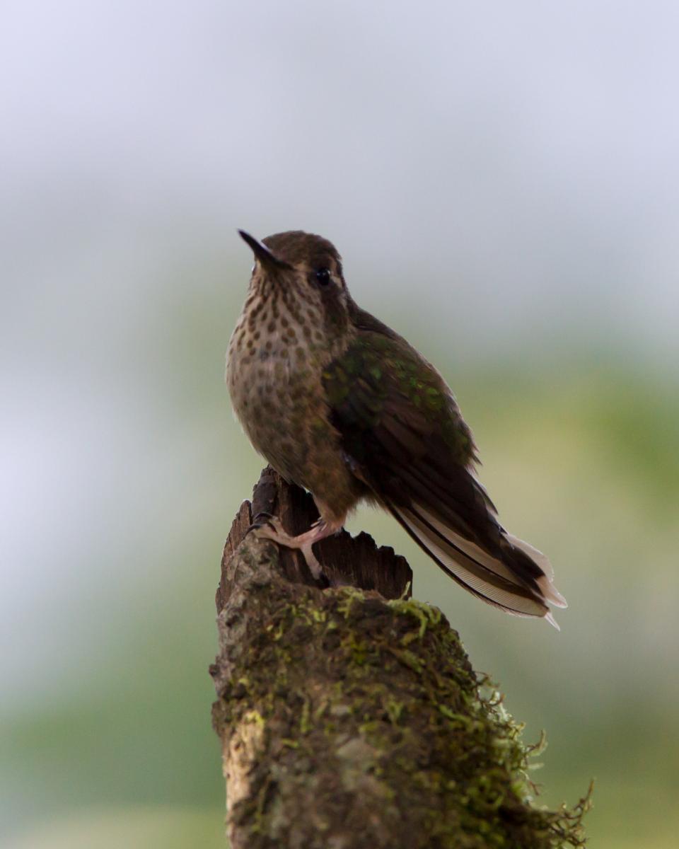 Speckled Hummingbird