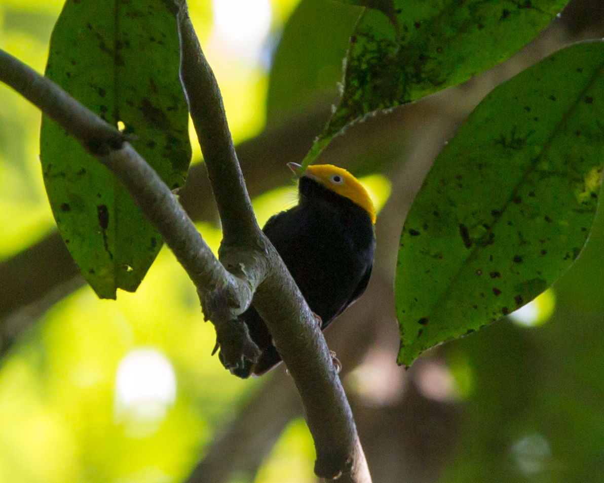 Golden-headed Manakin