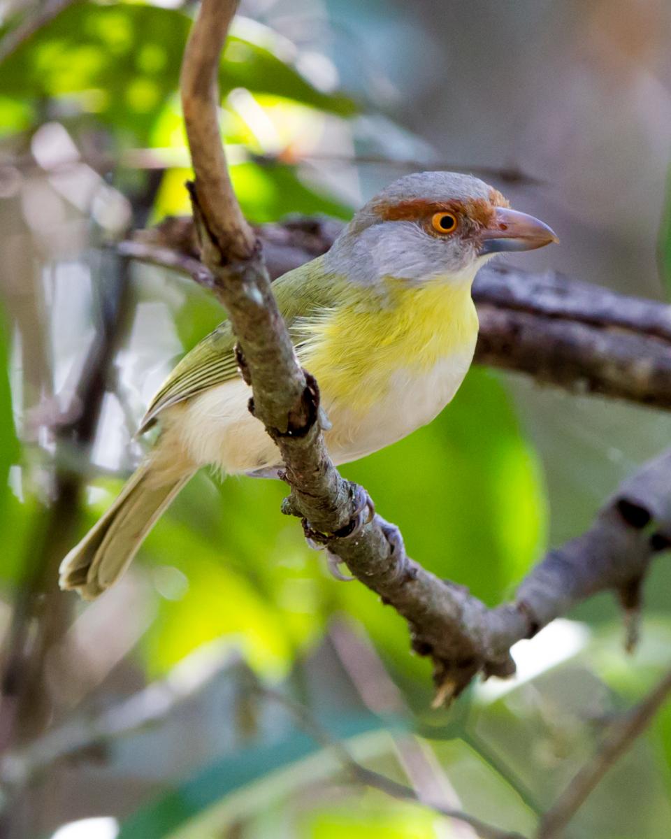 Rufous-browed Peppershrike