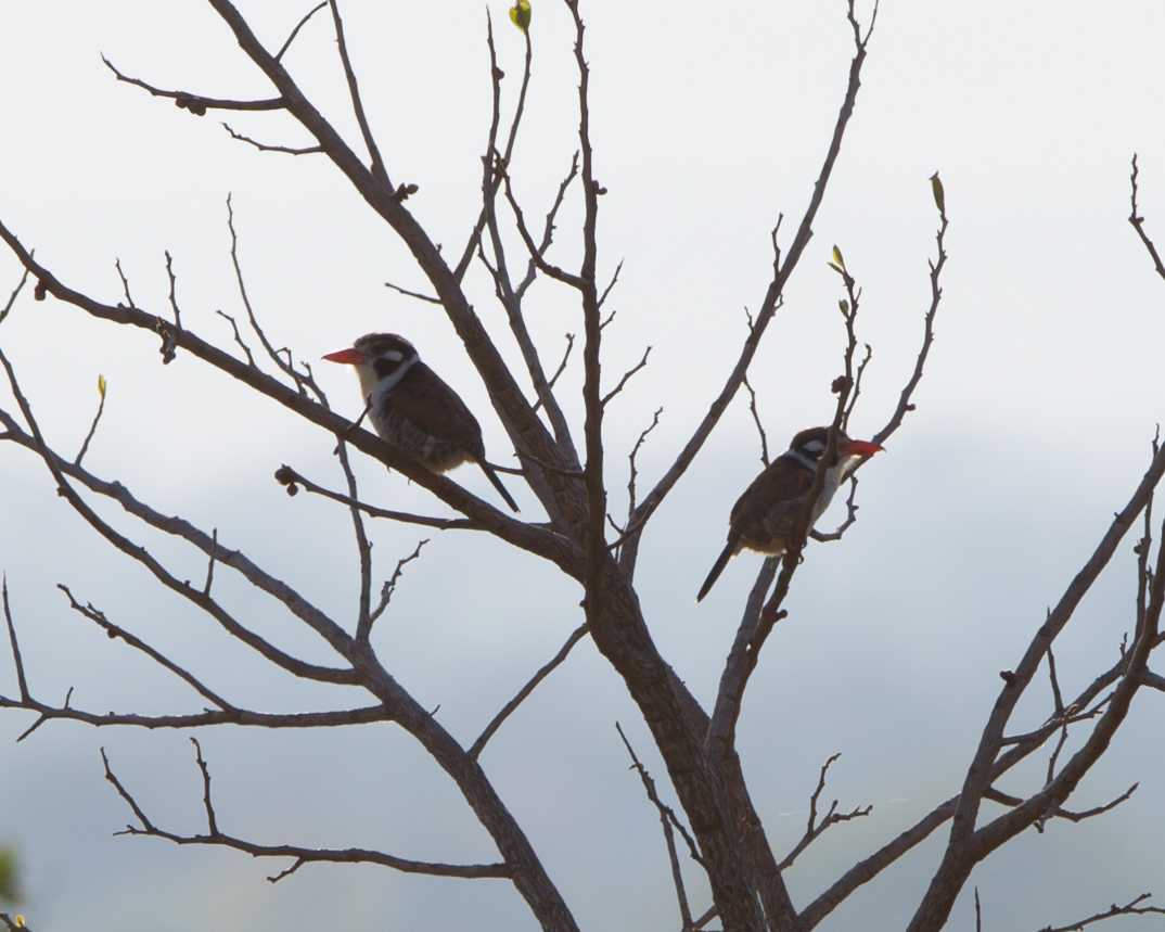 White-eared Puffbirds