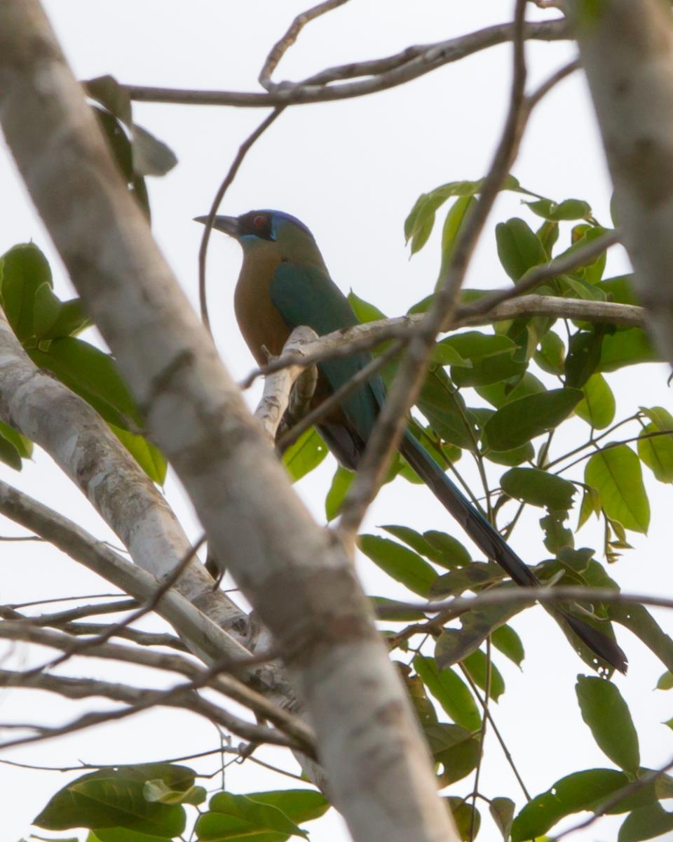 Amazonian Motmot