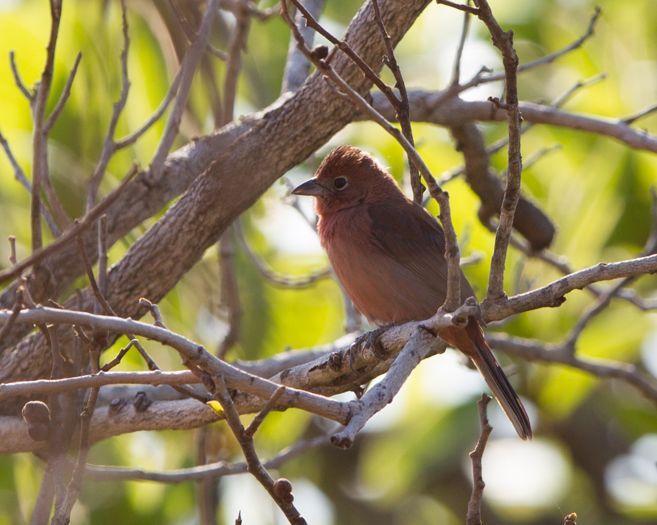 Red-crested Finch