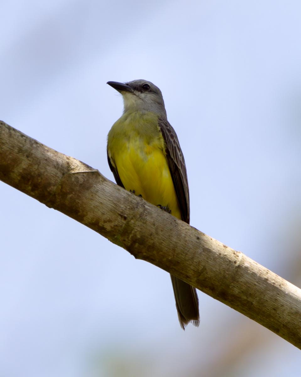 Tropical Kingbird