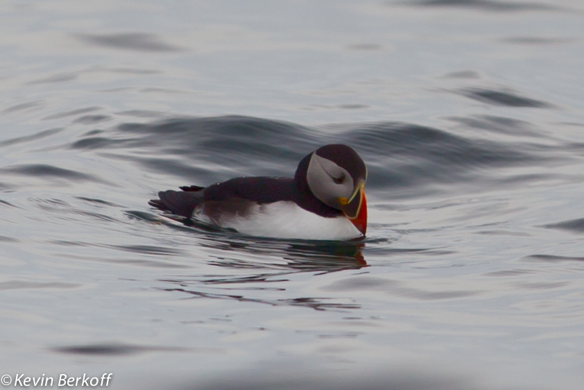 Atlantic Puffin