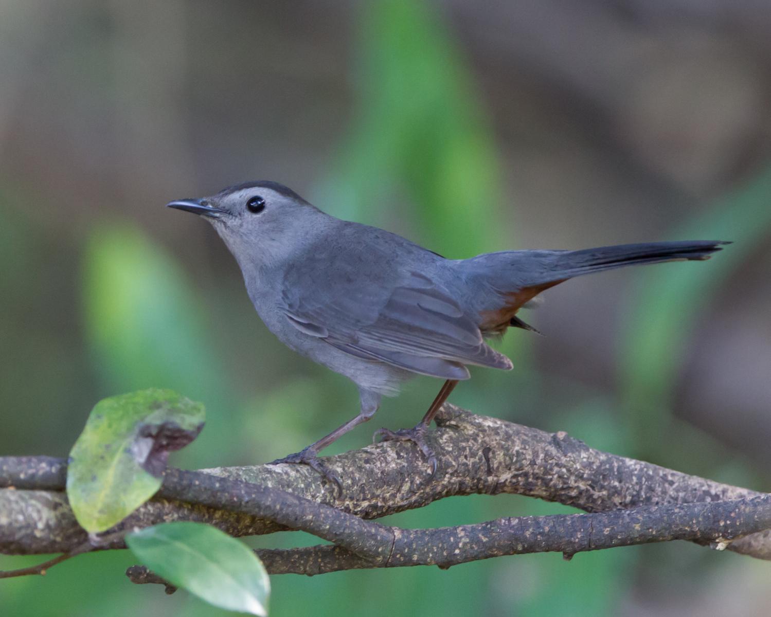 Gray Catbird