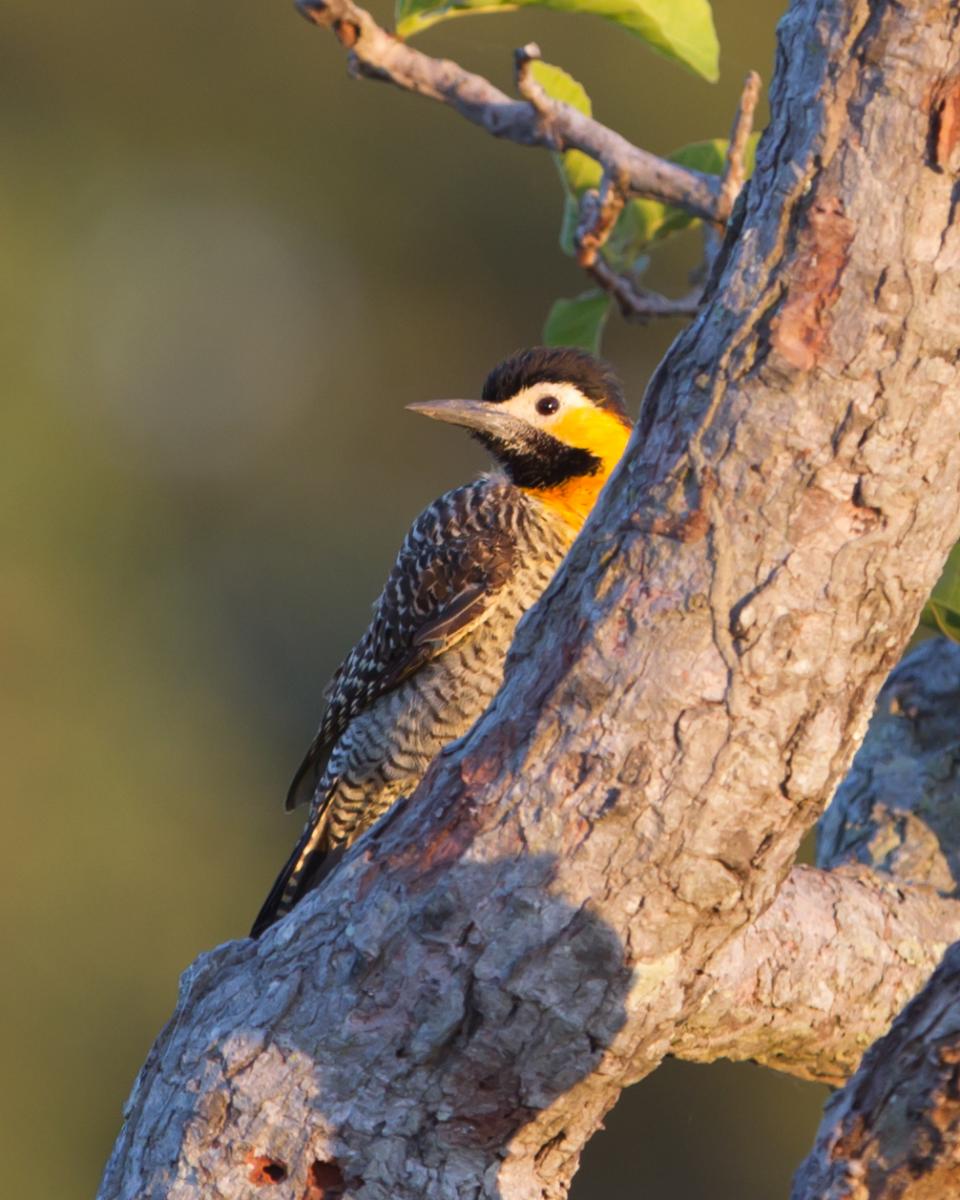 Campo Flicker