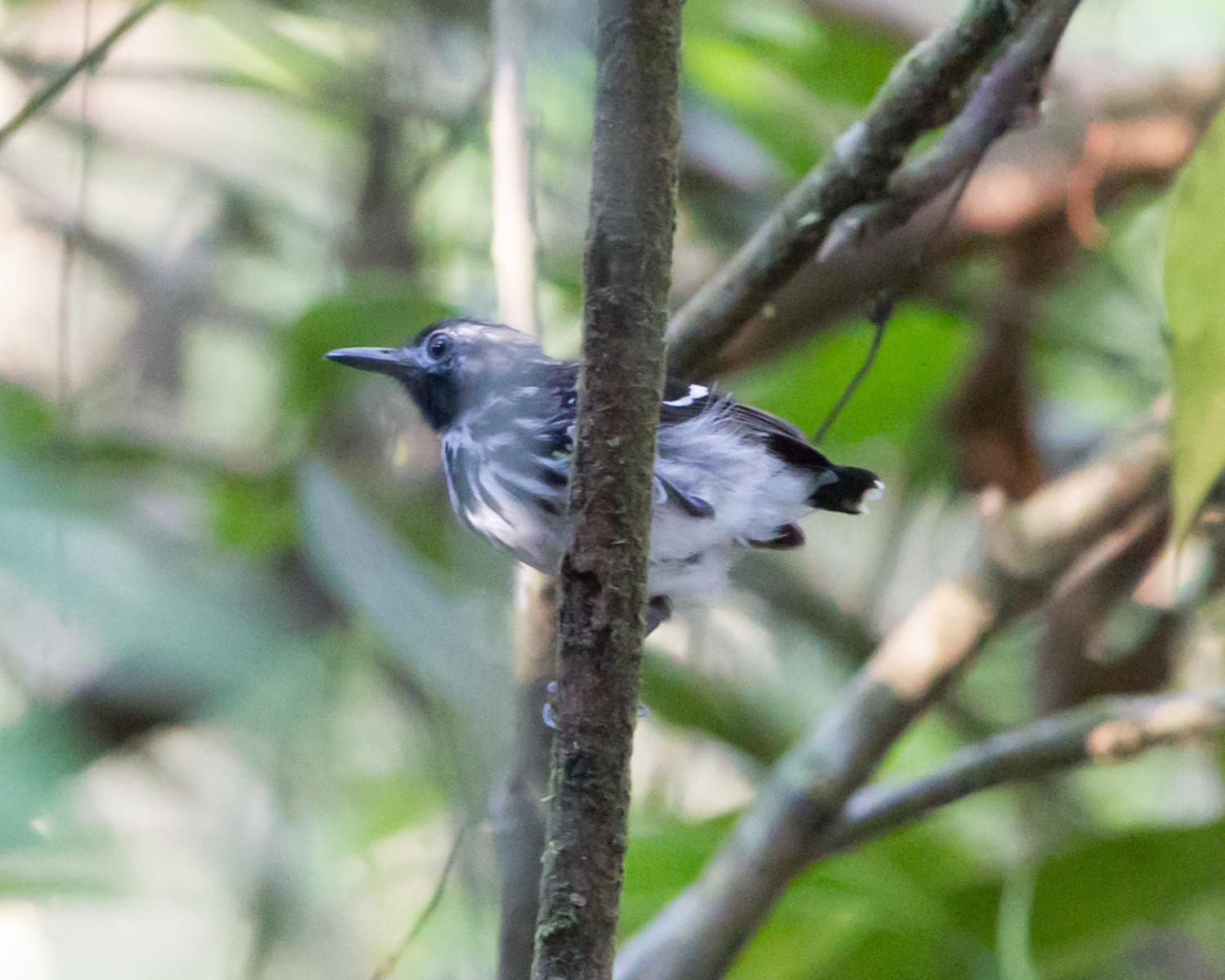 Dot-backed Antbird