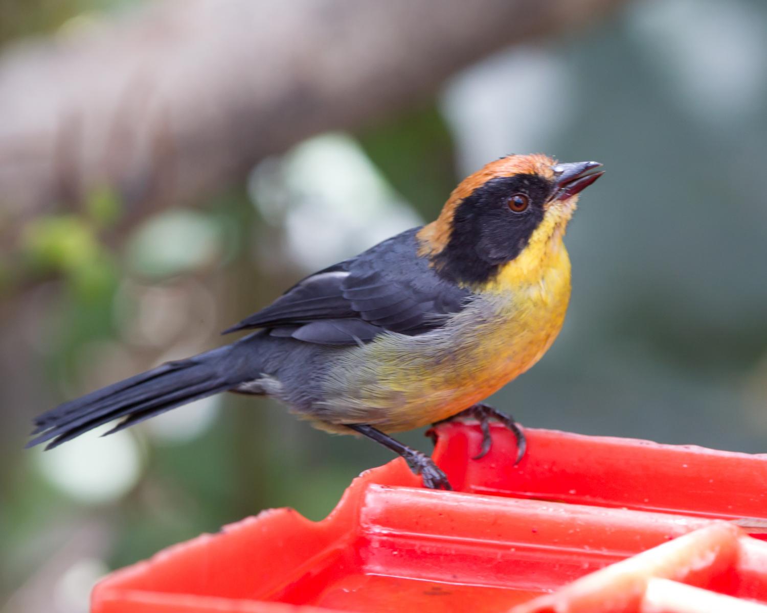 Rufous-naped Brush-finch