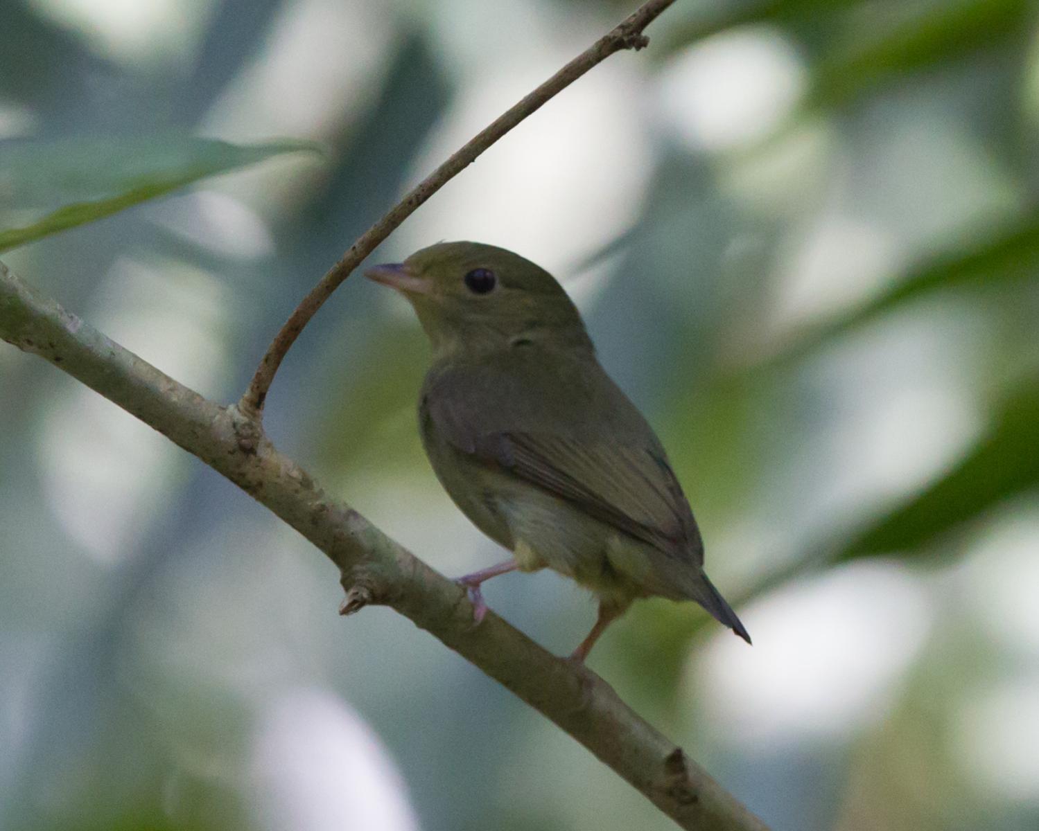 Red-capped Manakin