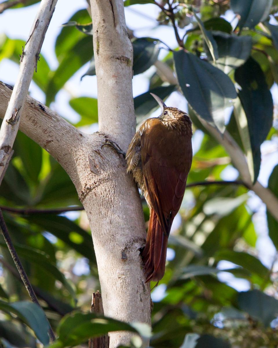 Montane Woodcreeper