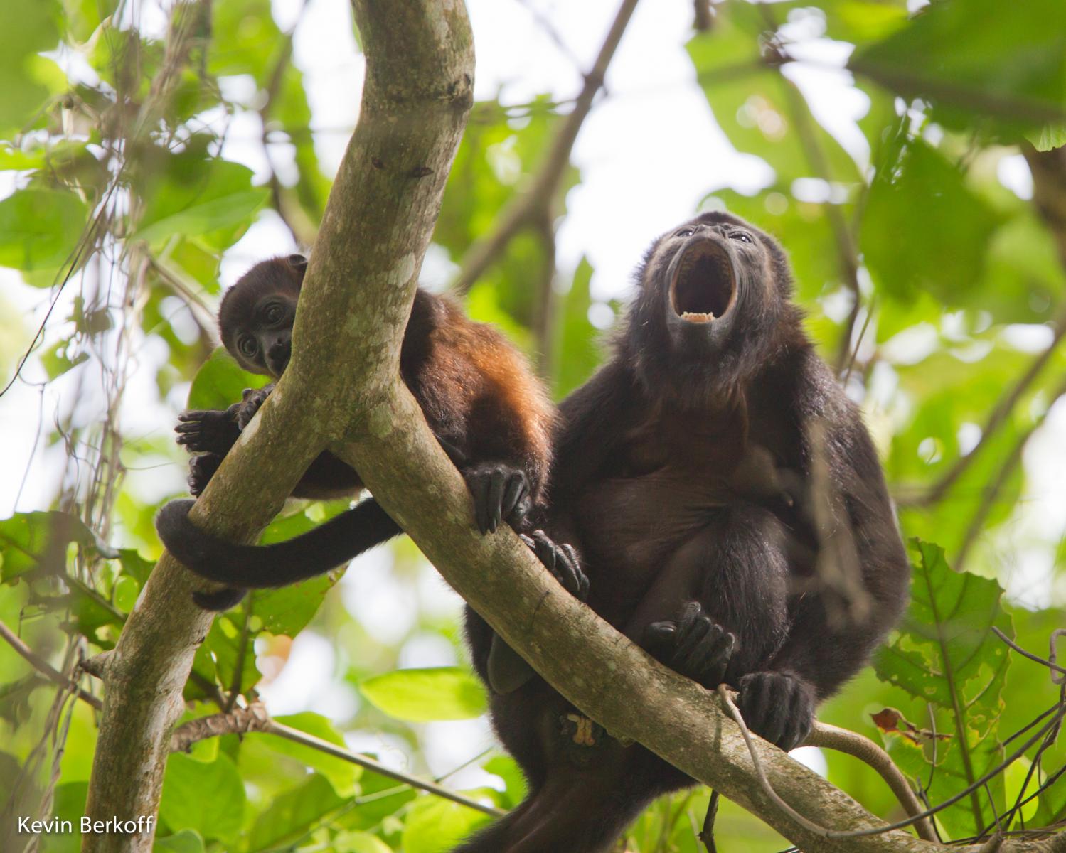 Howler Monkeys