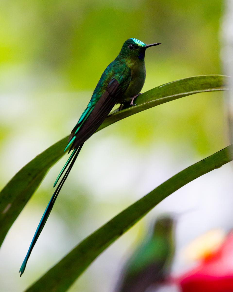 Long-tailed Sylph