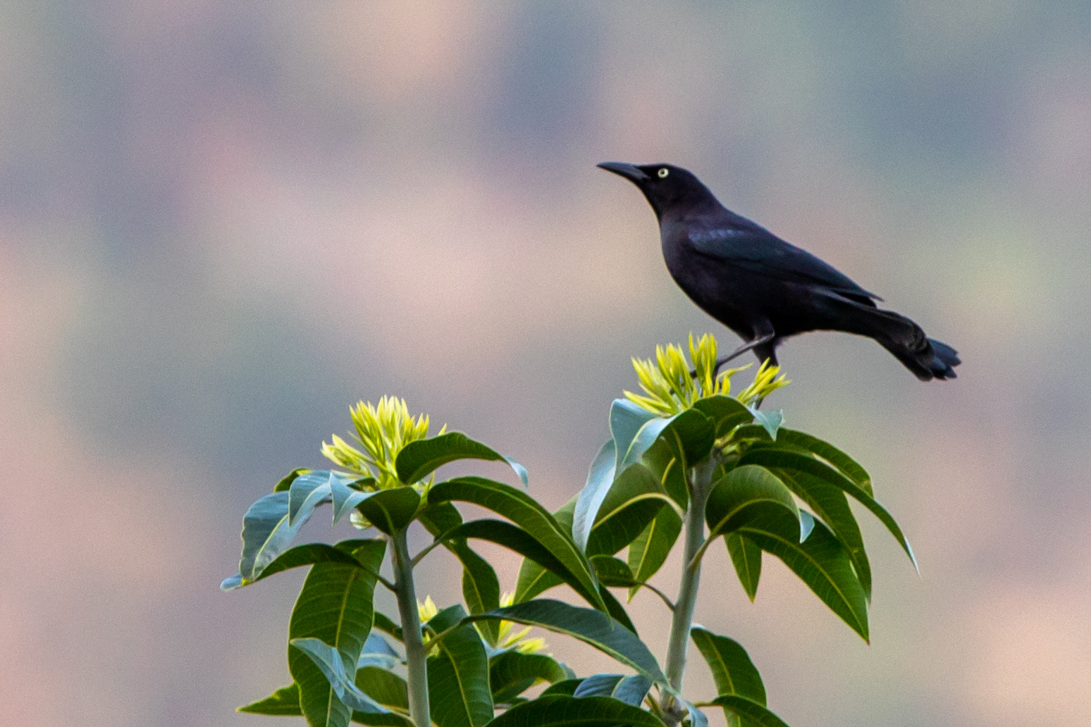 Carib Grackle
