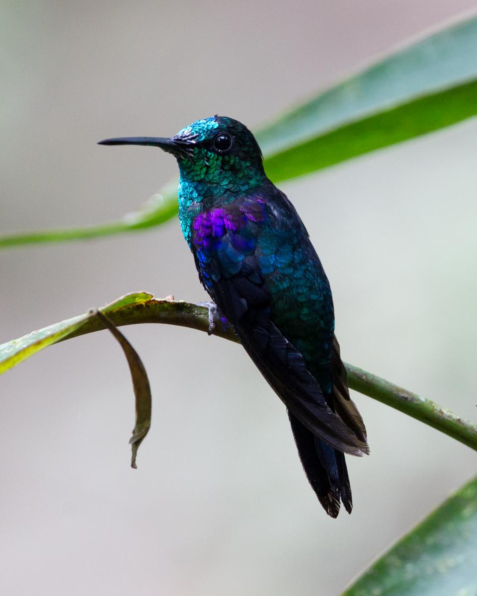 Green-crowned Woodnymph
