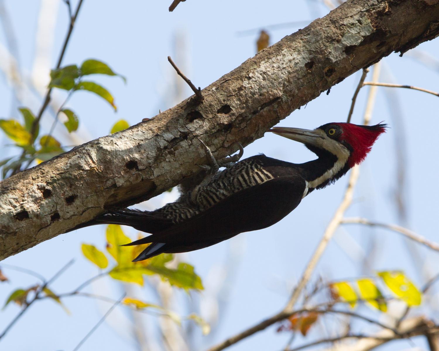 Crimson-crested Woodpecker