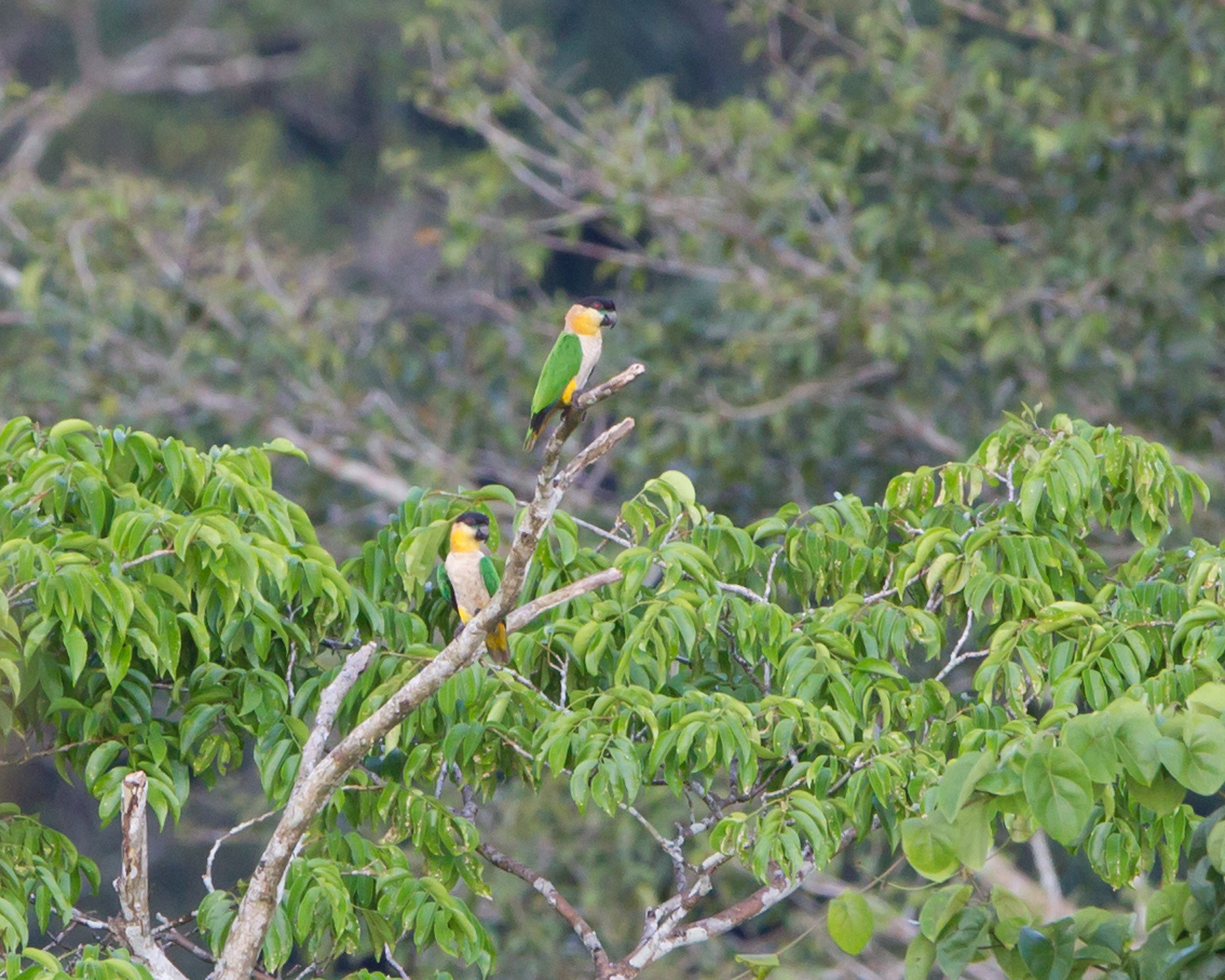 Black-headed Parrot