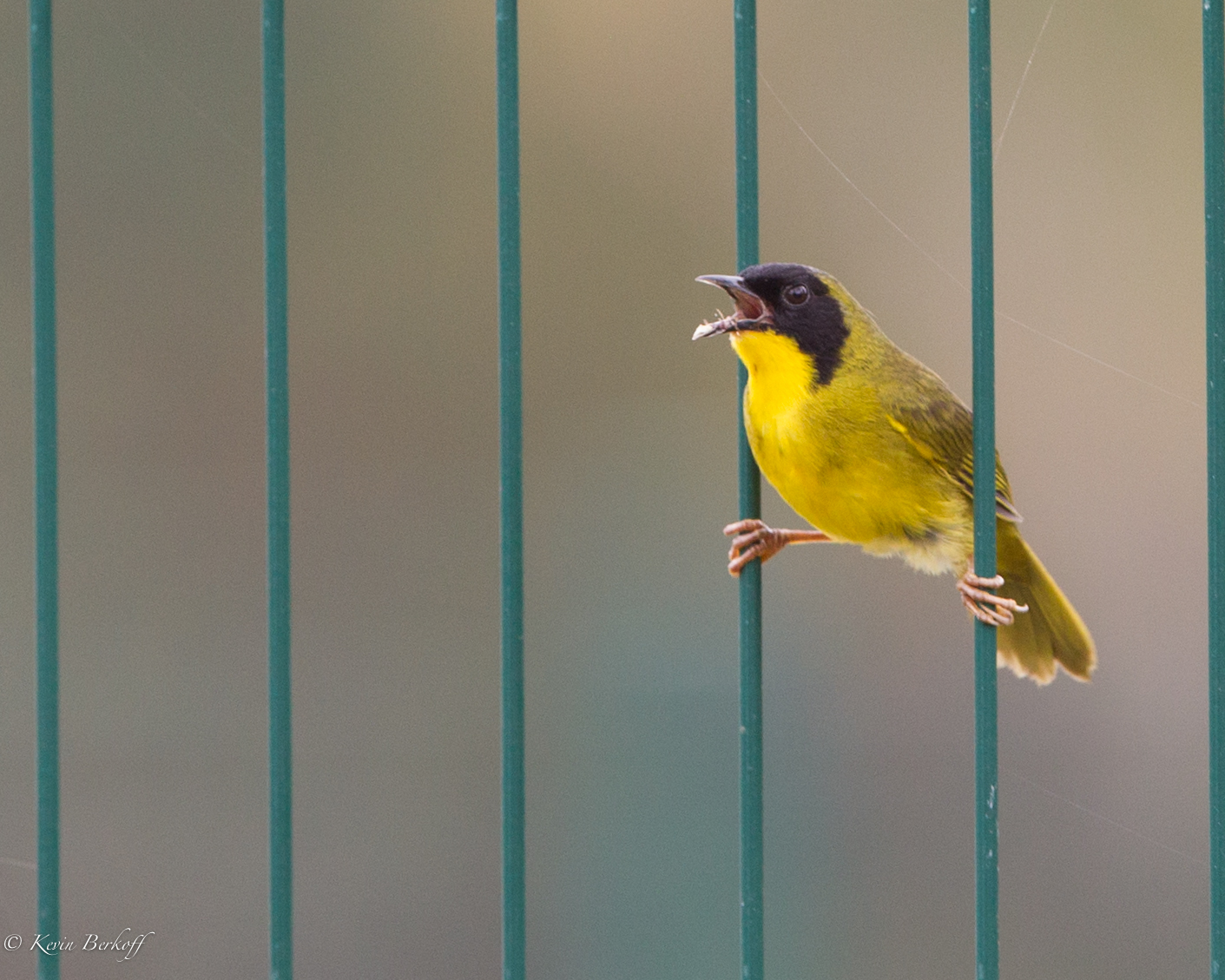 Olive-crowned Yellowthroat