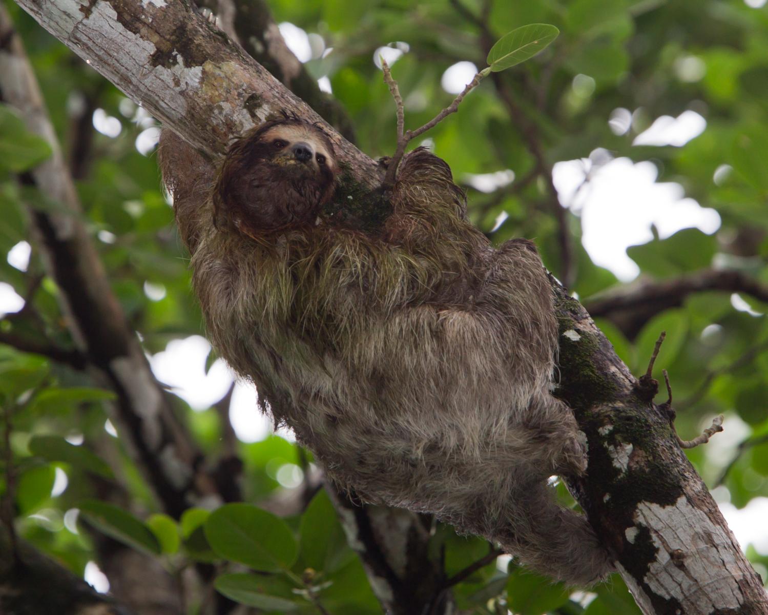 Three Toed Sloth